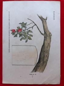 日本画片51，1905年手绘彩色博物图谱，东亚教育画馆