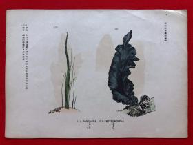 日本画片60，1905年手绘彩色博物图谱，东亚教育画馆