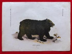 日本画片79，1905年手绘彩色博物图谱，东亚教育画馆
