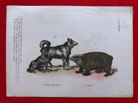 日本画片92，1905年手绘彩色博物图谱，东亚教育画馆