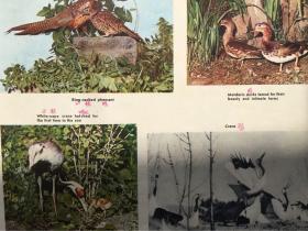 The Pyongyang Zoo 平壤动物园 1973年英文版老画册