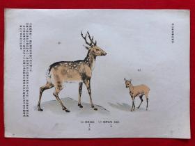 日本画片99，1905年手绘彩色博物图谱，东亚教育画馆