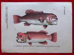 日本画片111，1905年手绘彩色博物图谱，东亚教育画馆