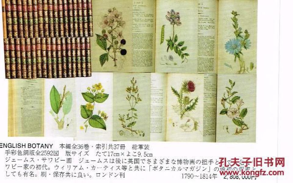 超越国图的机会！1790年初版 索尔比英国植物学全36卷 手上色铜版画2592张！