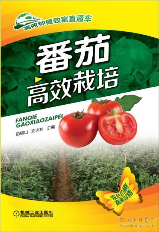 番茄高效栽培