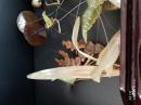 中国工艺品：《牛角雕摆件-荷塘美景》实木底座