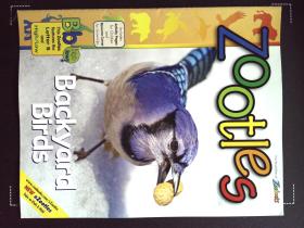 Zoobooks ZOOTLES backyard birds 英文儿童动物摄影鸟杂志
