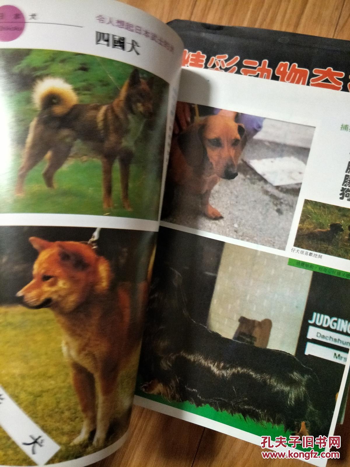 《世界名犬》铜版纸彩印，世界名犬大全！