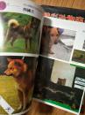 《世界名犬》铜版纸彩印，世界名犬大全！