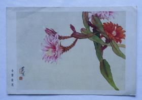 老画片—令箭荷花
