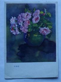老画片—月季花