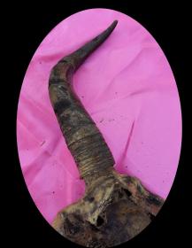 天然牛头骨图腾——西藏毛牛头骨和角——尺寸80*80*15（公分