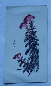 老画片—鸡冠花