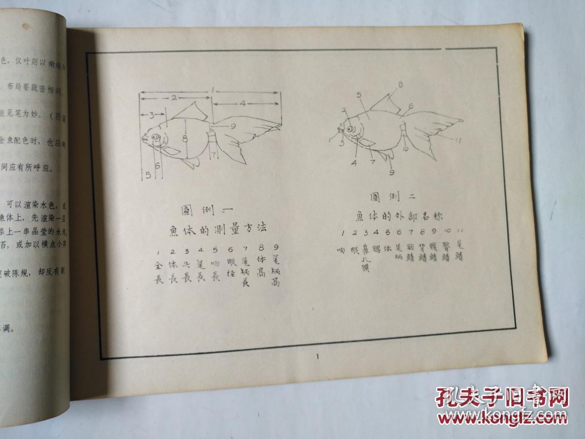 观赏鱼类画谱