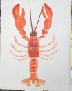 Modernist Cuisine 1-5 : The Art and Science of Cooking