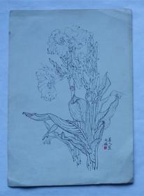 老画片—美人蕉