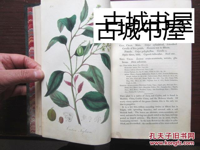 极其罕见，稀缺，《药用植物学;药用植物的插图和描述 3卷全》144幅手工上色彩色图片，1834-1836年出版