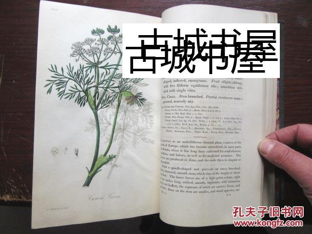 极其罕见，稀缺，《药用植物学;药用植物的插图和描述 3卷全》144幅手工上色彩色图片，1834-1836年出版