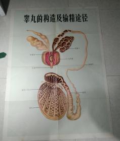 睾丸的构造及输精途径、泌尿器官、人体的主要内分泌腺、消化器  4张合售