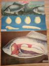 中学动物教学挂图：19.鲫鱼的外形与发育20.鲫鱼的内脏--北京师范大学出版社出版1开张