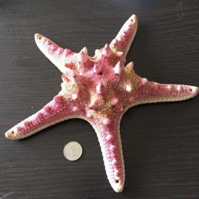 80423J02 漂亮的粉色海星
尺寸：直径约20 厘米 厚度：6厘米