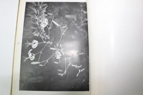 花鸟写真图鉴第三辑【日本昭和5年（1930）平凡社出版。精装一厚册。有外函套。收图128幅。品佳。】