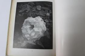 花鸟写真图鉴第三辑【日本昭和5年（1930）平凡社出版。精装一厚册。有外函套。收图128幅。品佳。】