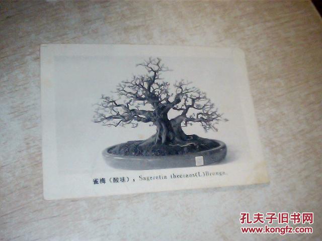 雀梅（酸味）盆景照片1张