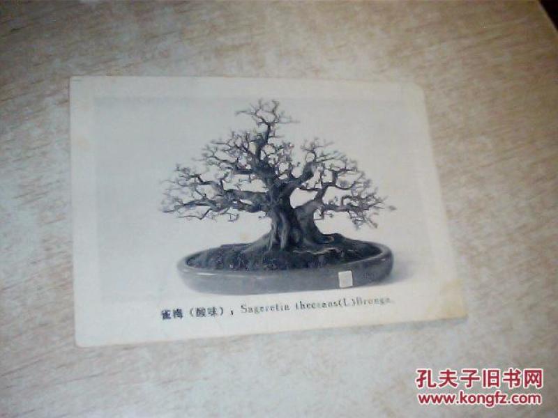 雀梅（酸味）盆景照片1张