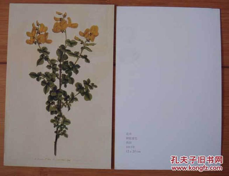 英国1794年花卉明铜版画明信片