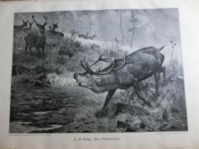 【现货 包邮】1890年木刻版画《《鹿王》》Der Platzhirsch 尺寸约41*28厘米（货号100478）