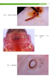 北方果树蛀果类害虫