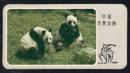 八十年代美术卡 中国珍贵动物 大熊猫