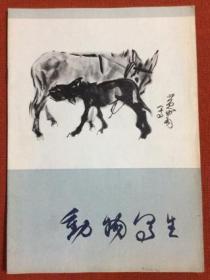 1978年《动物写生》 黄胄 绘画