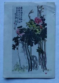 老画片—牡丹
