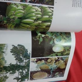 中国少数民族地区画集丛刊 (四川、广西、广东、吉林、黑龙江、云南、宁夏、湖南、湖北、青海，吉林、内蒙古、西藏、贵州、新疆、福建、甘肃。)17本