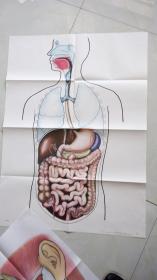 义务教育三四年制初中生物学教育挂图配人教社教科科书第三册消化系统挂图