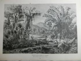 【现货 包邮】1884年木刻版画《景色秀丽》（Szenerie bei San Cristobal in Venezuela）  尺寸约40.8*27.5厘米（货号M5）