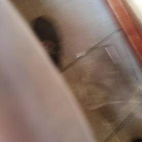 LD镭射唱片：碟圣  谭咏麟.张国荣 难忘金曲