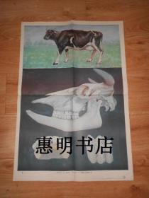初級中學(xué)課本動物學(xué)教學(xué)掛圖--脊椎動物亞門:哺乳綱(下輯)(16-9)牛[2開 館藏書]