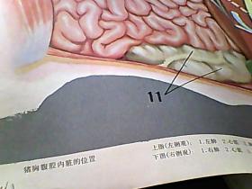 畜牧兽医教学图片----猪的解剖《猪心脏的形状和构造》《猪胸腹腔内脏的位置》《母猪的生殖系统》《公猪的泌尿生殖系统》《猪的血液循环模式图》5张合售