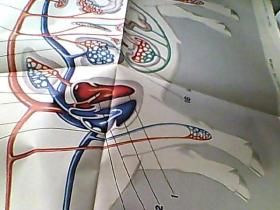 畜牧兽医教学图片----猪的解剖《猪心脏的形状和构造》《猪胸腹腔内脏的位置》《母猪的生殖系统》《公猪的泌尿生殖系统》《猪的血液循环模式图》5张合售
