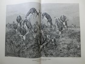 【现货 包邮】1896年巨幅木刻版画《跳羚》（Springböcke） 尺寸约54.2*40.8厘米 （货号 101057）