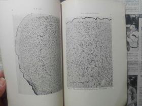 国立中央研究院心理研究所专刊 民国二十二年五月第四号大脑皮层之生后发展 盧于道