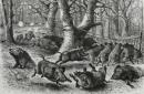 1882年木口木刻版画《围猎野猪》41×28厘米