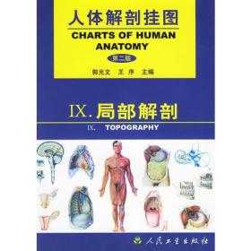 人体解剖挂图:局部解剖