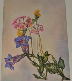 1910年Edith MILNER: OBERAMMERGAU Flowers & Legends《上阿玛高群花谱》初版本 50张绝美彩色插图 超大开本精装
