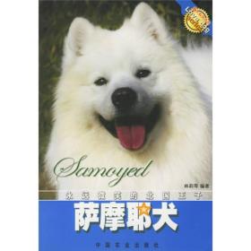 萨摩耶犬