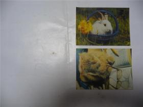 动物画片   猫兔2片   13cm x 9.3cm
