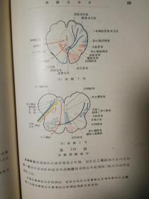 精选解剖学（下） 书内页  品最好的网上